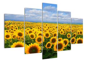 Obraz - slunečnice (150x105cm)