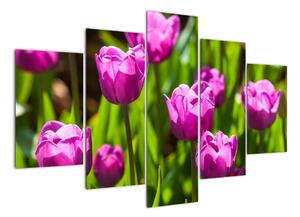 Obraz kvetoucích tulipánů (150x105cm)