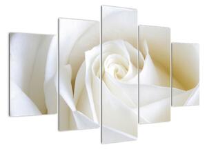 Obraz bílé růže (150x105cm)