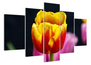 Obraz tulipánu (150x105cm)