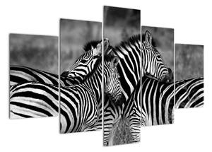 Obraz - zebry (150x105cm)