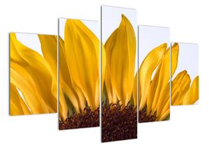 Obraz květu slunečnice (150x105cm)