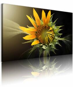 Obraz květ slunečnice Velikost (šířka x výška): 60x40 cm