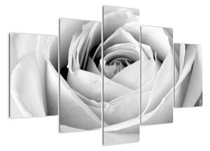 Černobílý obraz růže (150x105cm)