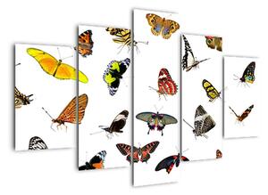 Obrazy motýlů (150x105cm)