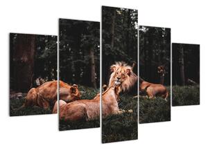 Obrazy - lvi v lese (150x105cm)