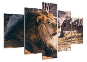 Obraz - ležící lev (150x105cm)