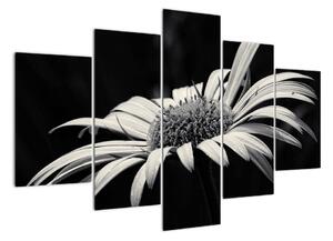 Černobílý obraz květu (150x105cm)