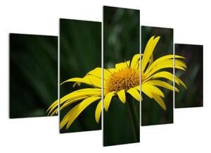 Obraz žlutého květu (150x105cm)