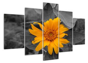 Obraz oranžového květu (150x105cm)
