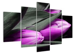 Obraz fialových tulipánů (150x105cm)