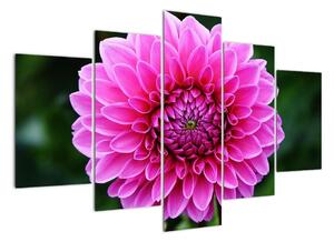 Obraz růžového květu (150x105cm)