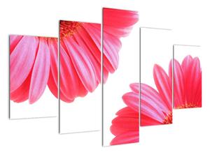 Obraz květin - astra (150x105cm)