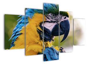 Obraz - papoušek (150x105cm)