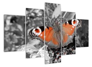 Oranžový motýl - obraz (150x105cm)