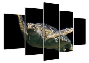 Obraz plovoucí želvy (150x105cm)