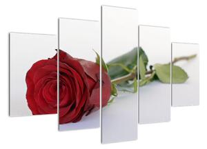 Obraz rudé růže (150x105cm)