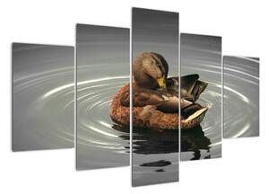 Obraz - kachny ve vodě (150x105cm)