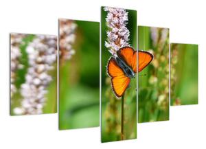 Moderní obraz motýla na louce (150x105cm)