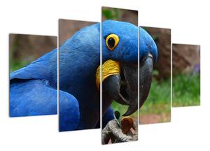Obraz - papoušek (150x105cm)