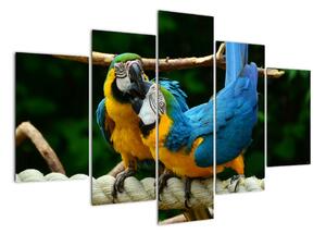 Obraz papoušků na laně (150x105cm)