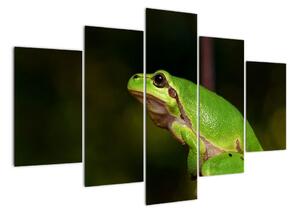 Obraz žáby (150x105cm)