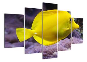 Obraz - žluté ryby (150x105cm)