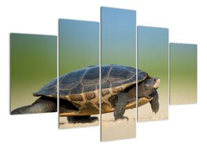 Obraz želvy - moderní obrazy (150x105cm)