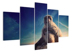 Obraz opice - obrazy zvířat (150x105cm)