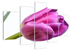 Obraz růžového tulipánu (150x105cm)