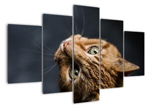 Moderní obraz kočky (150x105cm)