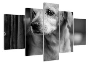 Černobílý obraz psa (150x105cm)