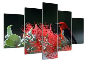Obraz ptáků - červená (150x105cm)