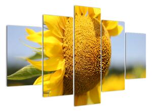 Obraz slunečnice (150x105cm)
