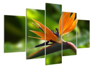 Detail květu - obraz (150x105cm)