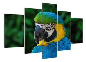 Obraz papouška (150x105cm)