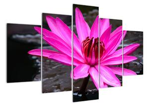 Obraz s detailem květu (150x105cm)