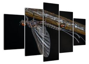 Obraz - hmyz (150x105cm)