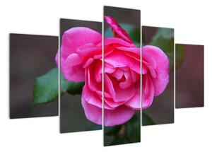 Obraz růže na stěnu (150x105cm)