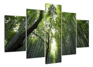 Obraz lesů (150x105cm)