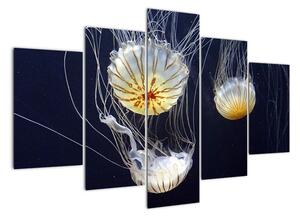 Obraz - medúzy (150x105cm)