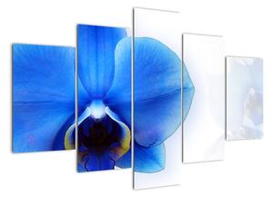 Obraz s orchidejí (150x105cm)