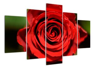 Obrázek růže (150x105cm)