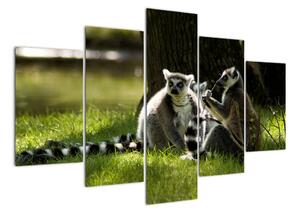 Obraz lemurů (150x105cm)