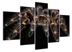 Obraz tarantule (150x105cm)