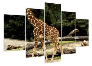 Obraz žirafy (150x105cm)