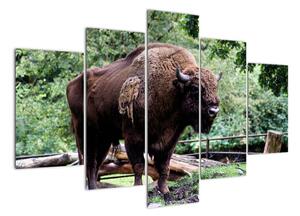 Obraz s americkým bizonem (150x105cm)