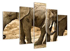 Slon, obraz (150x105cm)