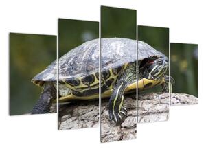 Obraz suchozemské želvy (150x105cm)
