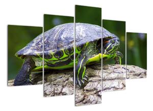 Suchozemská želva - obraz (150x105cm)